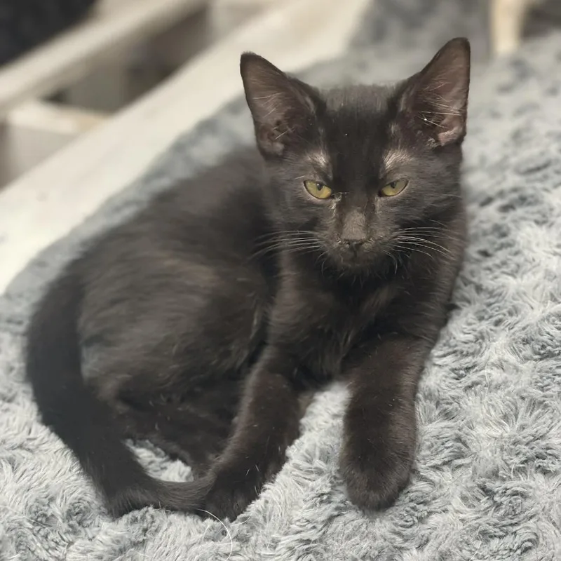 A baby small-sized male Black Domestic Short Hair cat named Cheeto for adoption in Huntsville, AL