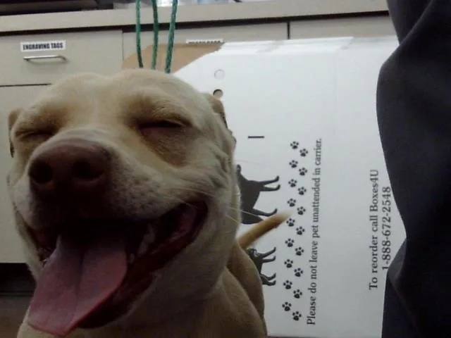 An adult small-sized female Mixed Breed dog named Sunee for adoption in Dallas, TX