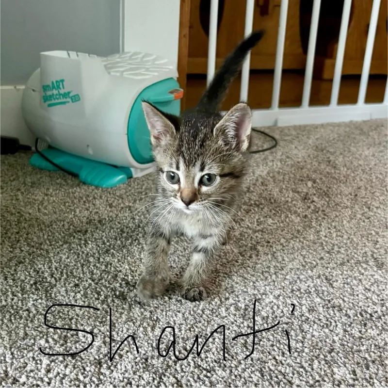 A baby small-sized female Domestic Short Hair cat named Shanti for adoption in Portage, MI