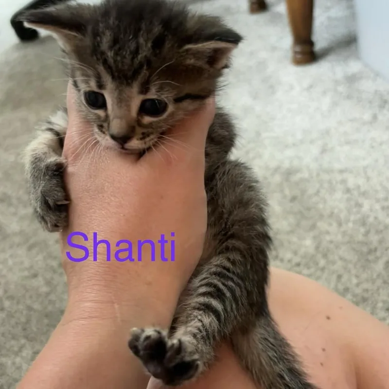 Shanti thumbnail 2
