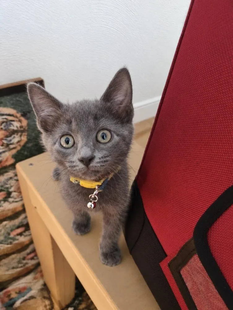 A baby small-sized female Domestic Medium Hair cat named Wello for adoption in Virginia Beach, VA