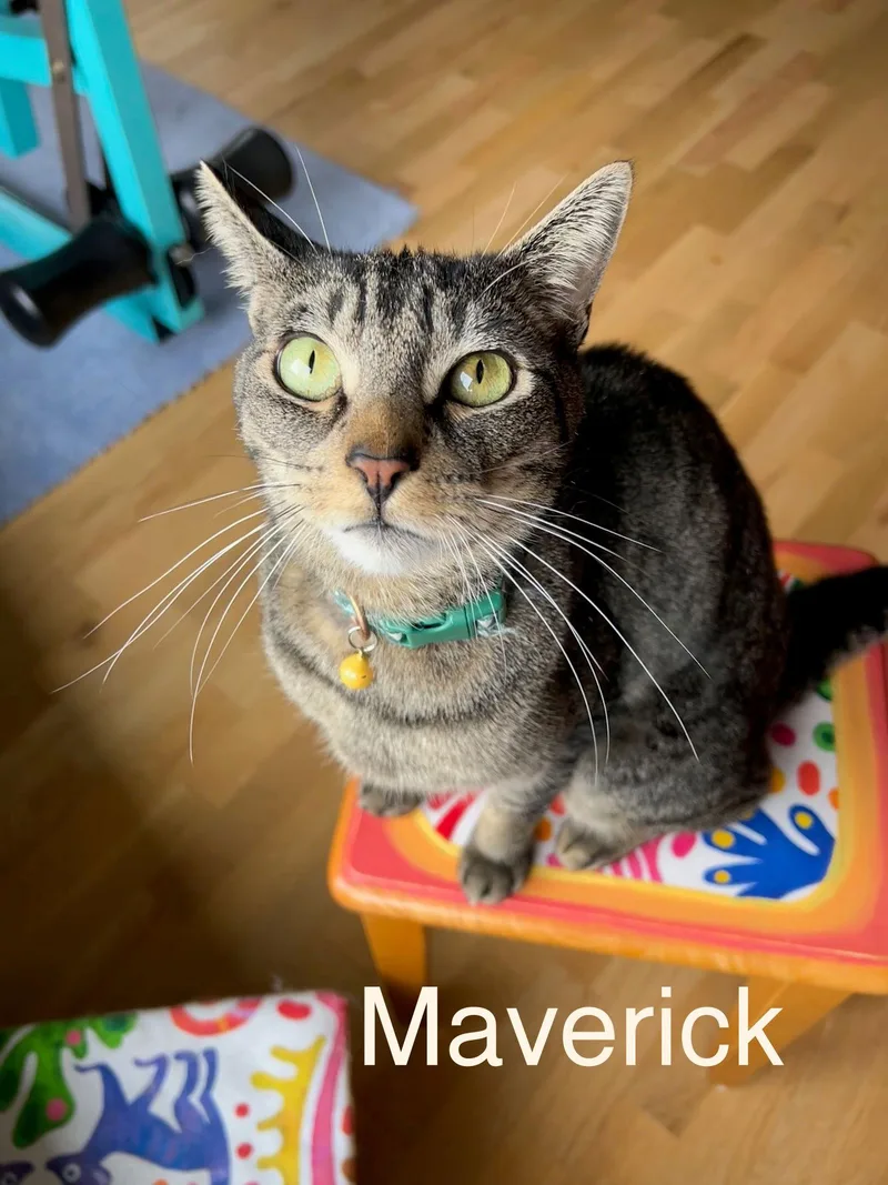 Lakota & Maverick D thumbnail 2