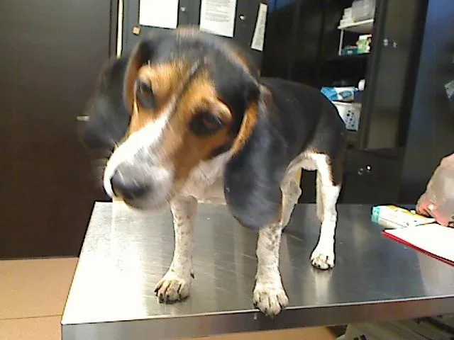 A young medium-sized male Beagle dog named Bourbon for adoption in Cookeville, TN