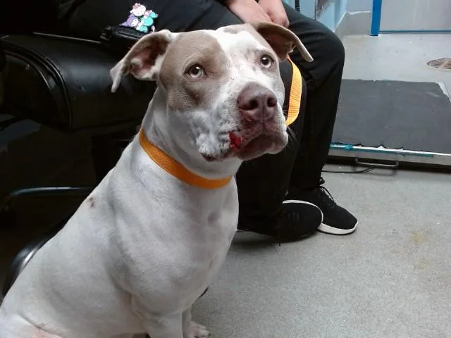 A young medium-sized female Pit Bull Terrier dog named Magoo for adoption in Albuquerque, NM
