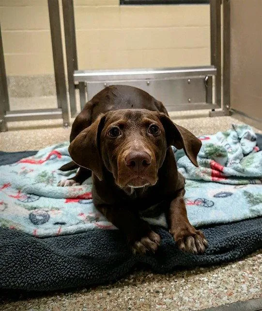 A baby large-sized female Labrador Retriever dog named Tootsie for adoption in Clyde, NC