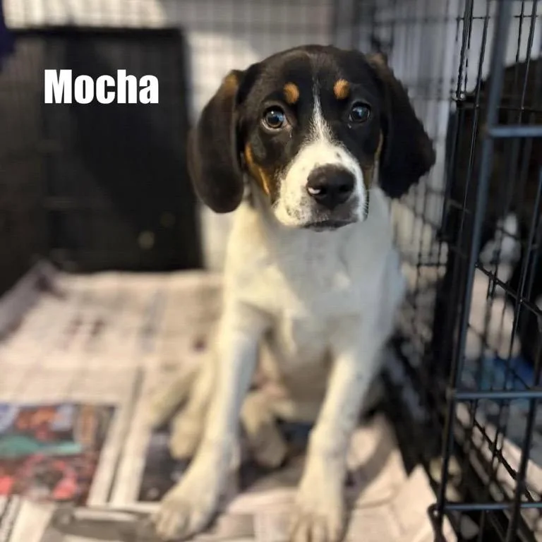 Mocha