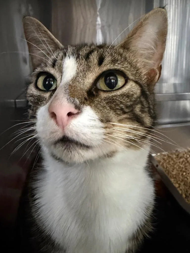 A young medium-sized male Domestic Short Hair cat named Lolly for adoption in Pomona, NY