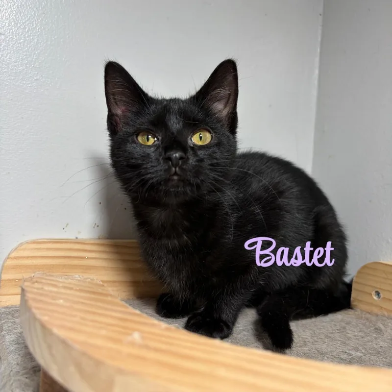 A young small-sized female Black American Shorthair cat named Bastet for adoption in West newton, PA