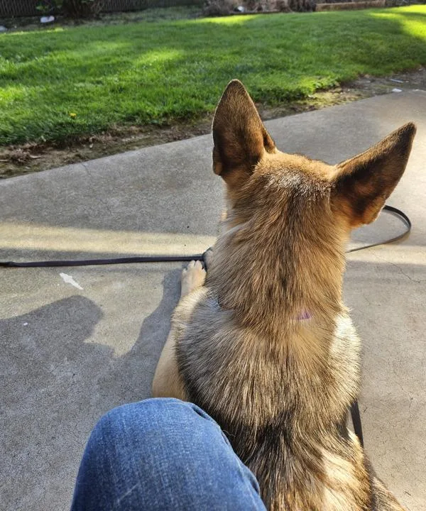 Schnitzel thumbnail 5