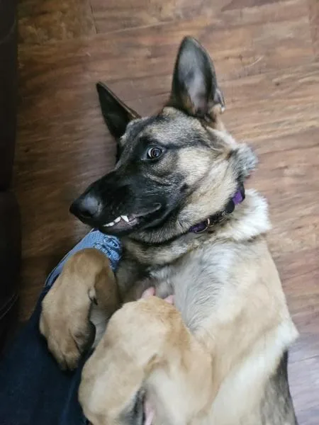 Schnitzel thumbnail 6