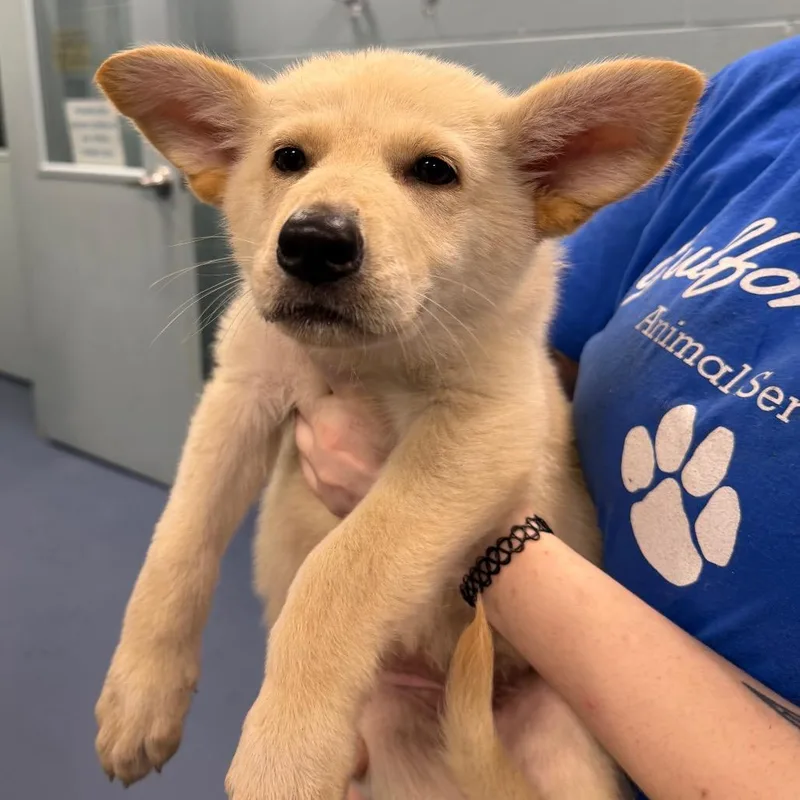 A baby small-sized female Brown / Chocolate German Shepherd Dog dog named Sprite for adoption in Greensboro, NC