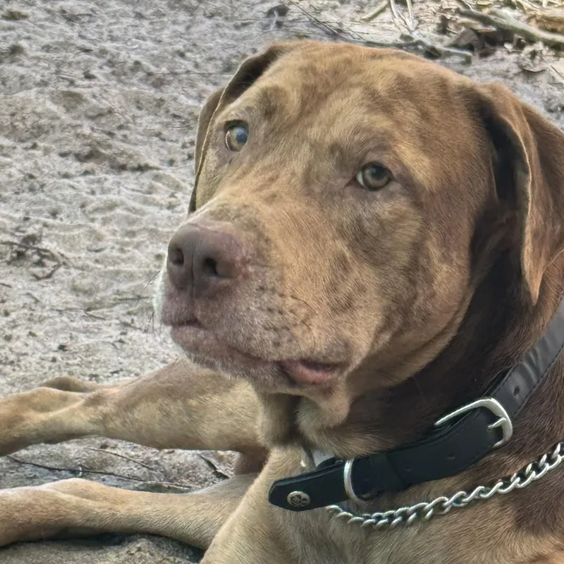 An adult large-sized male Brown / Chocolate Labrador Retriever dog named Cooper for adoption in Irmo, SC