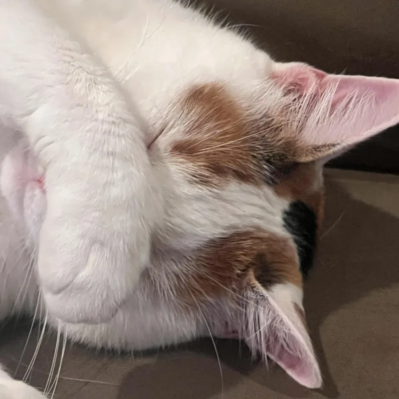 An adult large-sized female Calico Domestic Medium Hair cat named Queen Marie Antoinette for adoption in Liverpool, TX