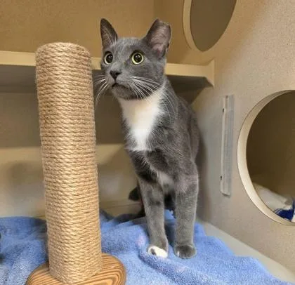 An adult medium-sized male Domestic Short Hair cat named Gravy for adoption in New Hope, PA