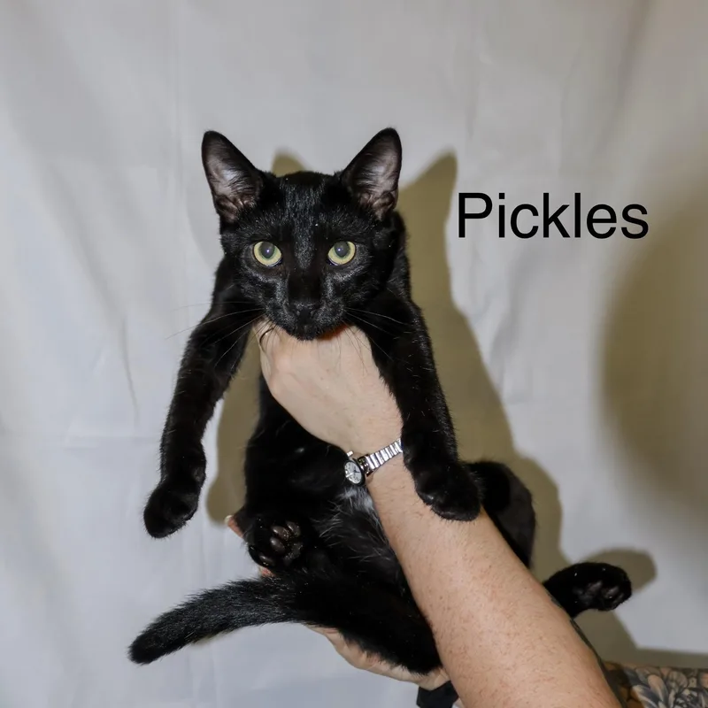 A baby medium-sized male Black Domestic Short Hair cat named Pickles for adoption in Beaufort, SC