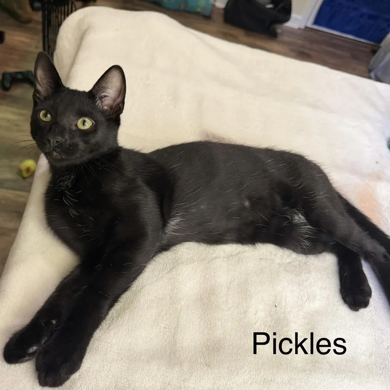 Pickles thumbnail 2