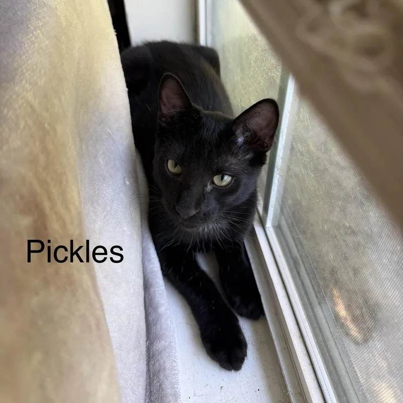 Pickles thumbnail 3
