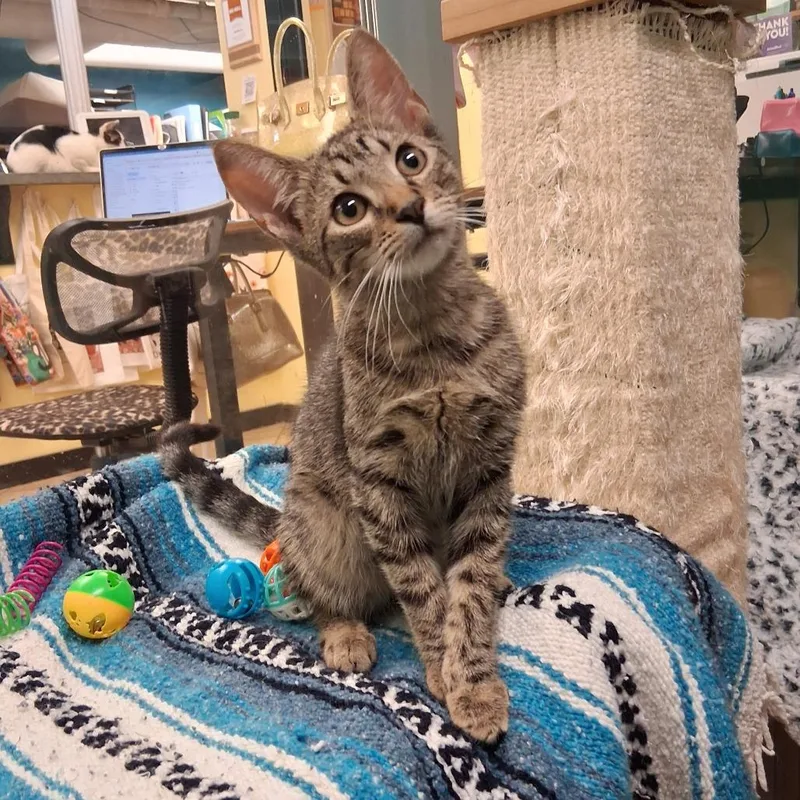 A young large-sized male Tabby (Brown / Chocolate) Domestic Short Hair cat named Miles for adoption in Hudson, NY