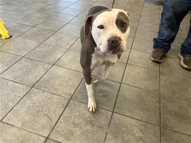 An adult medium-sized male American Bulldog dog named Zeus for adoption in San Antonio, TX