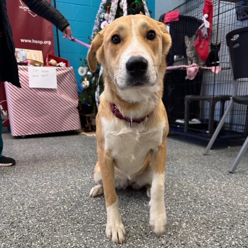 A young medium-sized female Golden Labrador Retriever dog named Maggie for adoption in Parkersburg, WV