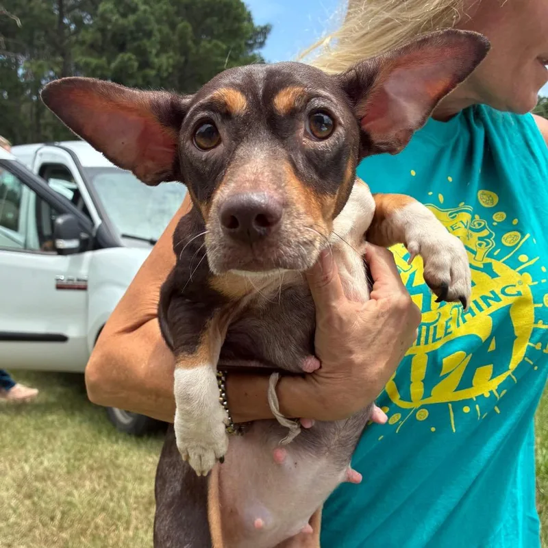 An adult small-sized female Brown / Chocolate Chihuahua dog named Celine Dion for adoption in Hattiesburg, MS