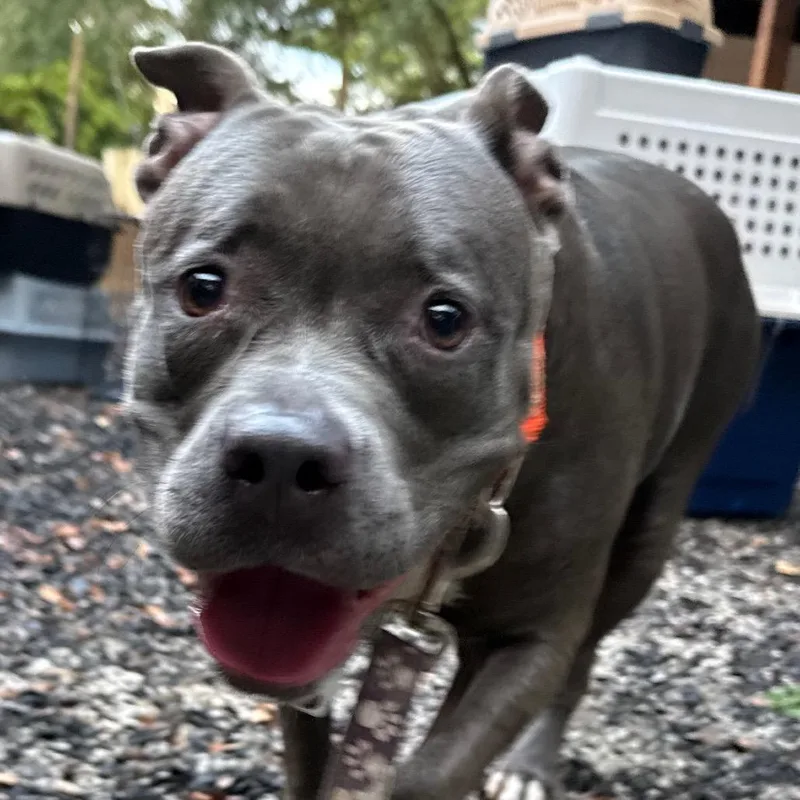 An adult large-sized female Gray / Blue / Silver Mixed Breed dog named Greenbean for adoption in Decatur, GA