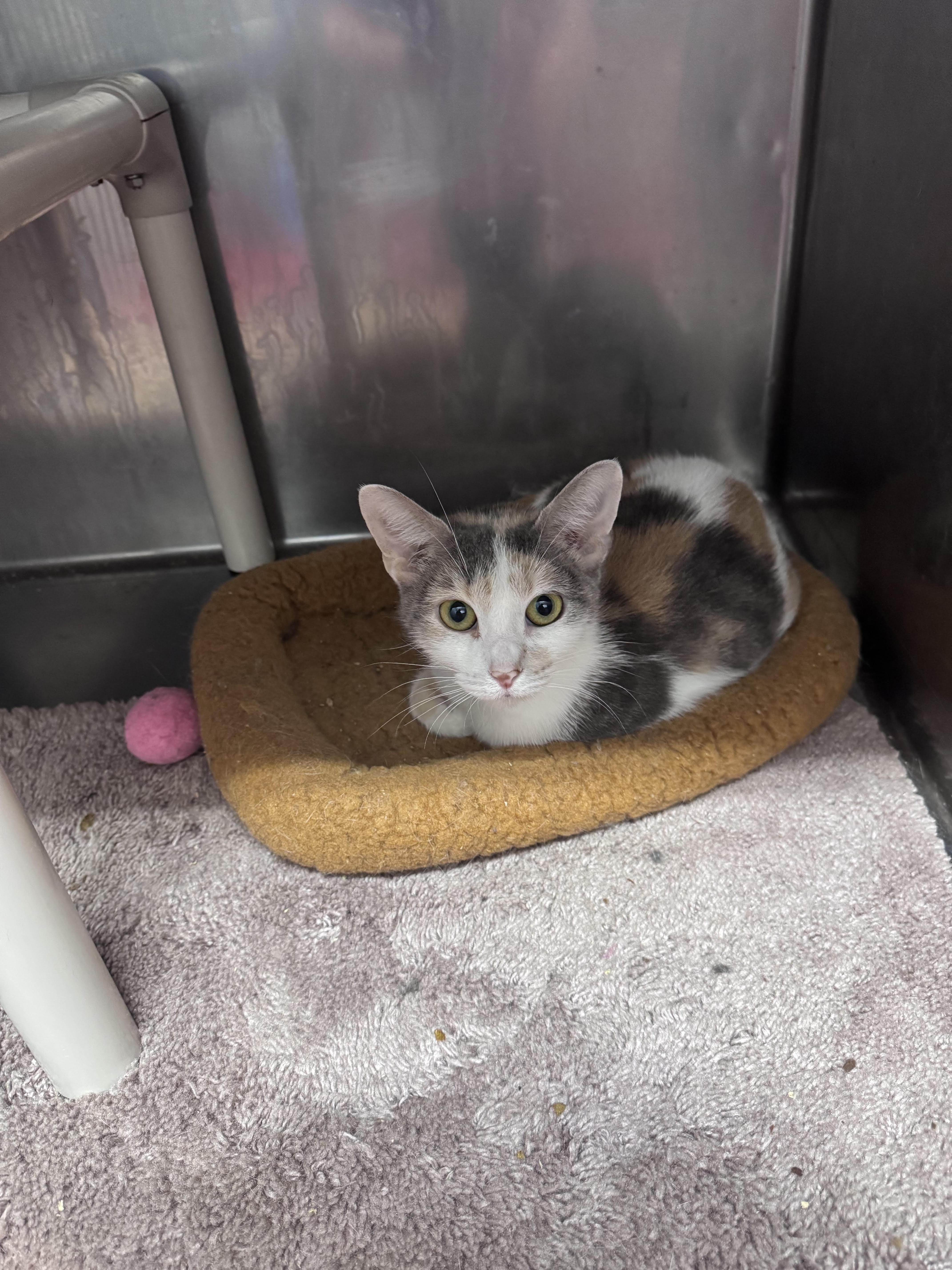 A young medium-sized female Dilute Calico Domestic Short Hair cat named Flora for adoption in Hoopeston, IL