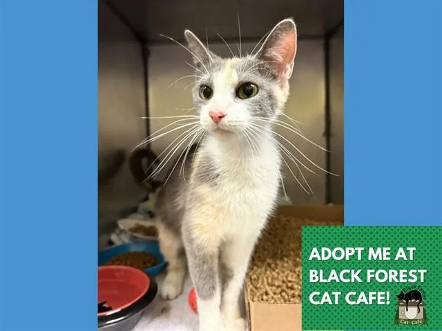 A young small-sized female Domestic Short Hair cat named Sweetcakes for adoption in Fort Wayne, IN