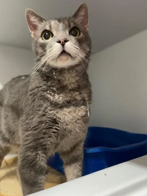 A senior medium-sized male Tabby (Gray / Blue / Silver) Domestic Short Hair cat named Bubba for adoption in Hayward, WI