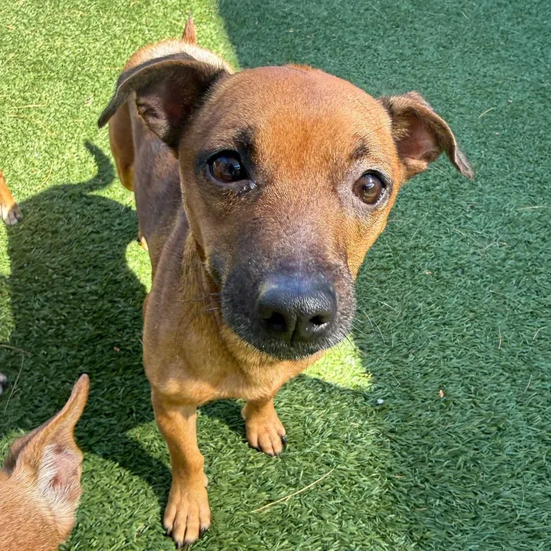 An adult small-sized female Chihuahua dog named Lena for adoption in Groton, CT