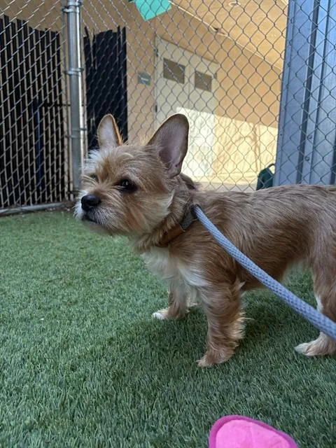 A young small-sized female Border Terrier dog named Bella for adoption in San Jose, CA