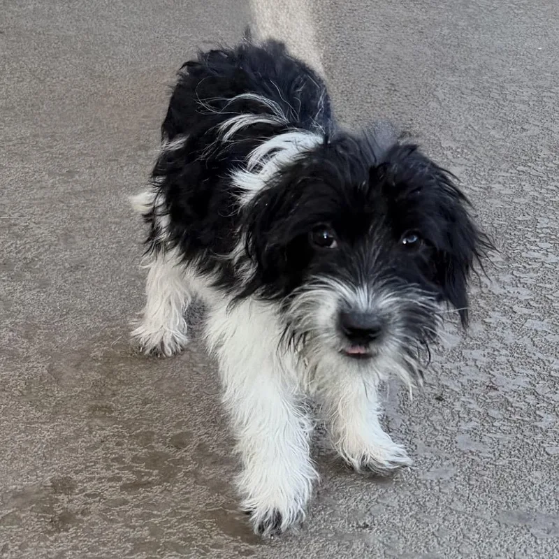 A baby small-sized female White / Cream Terrier dog named Constance Langdon for adoption in Las Vegas, NV