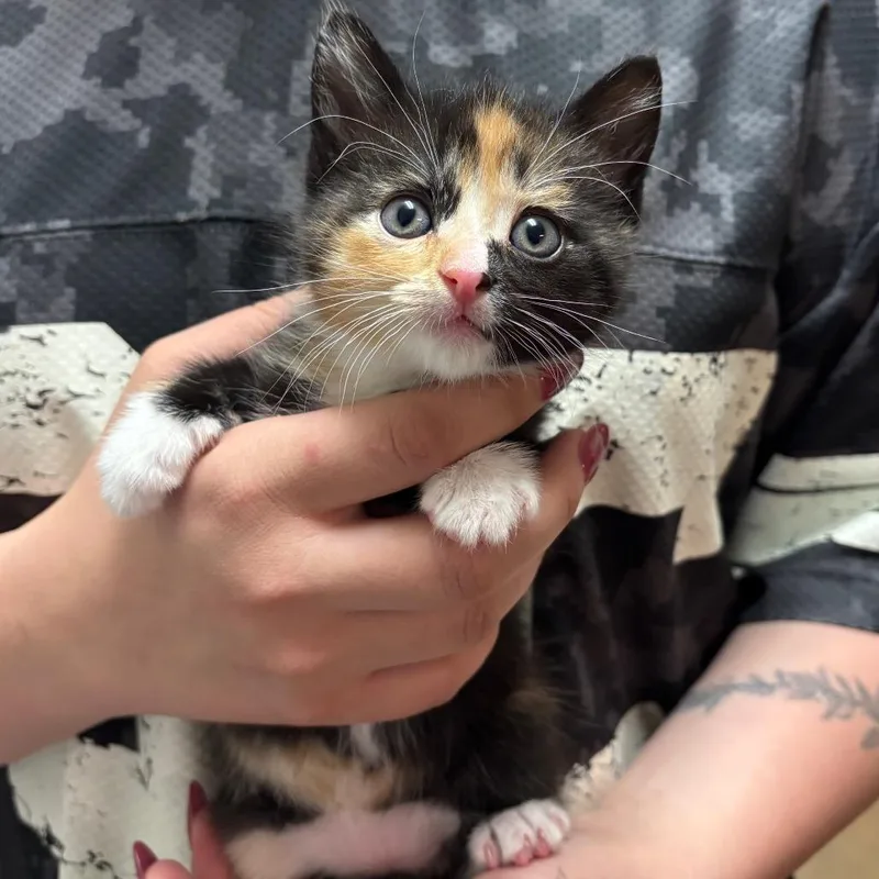 A baby small-sized female Calico Domestic Short Hair cat named Rocky for adoption in Morgan Hill, CA