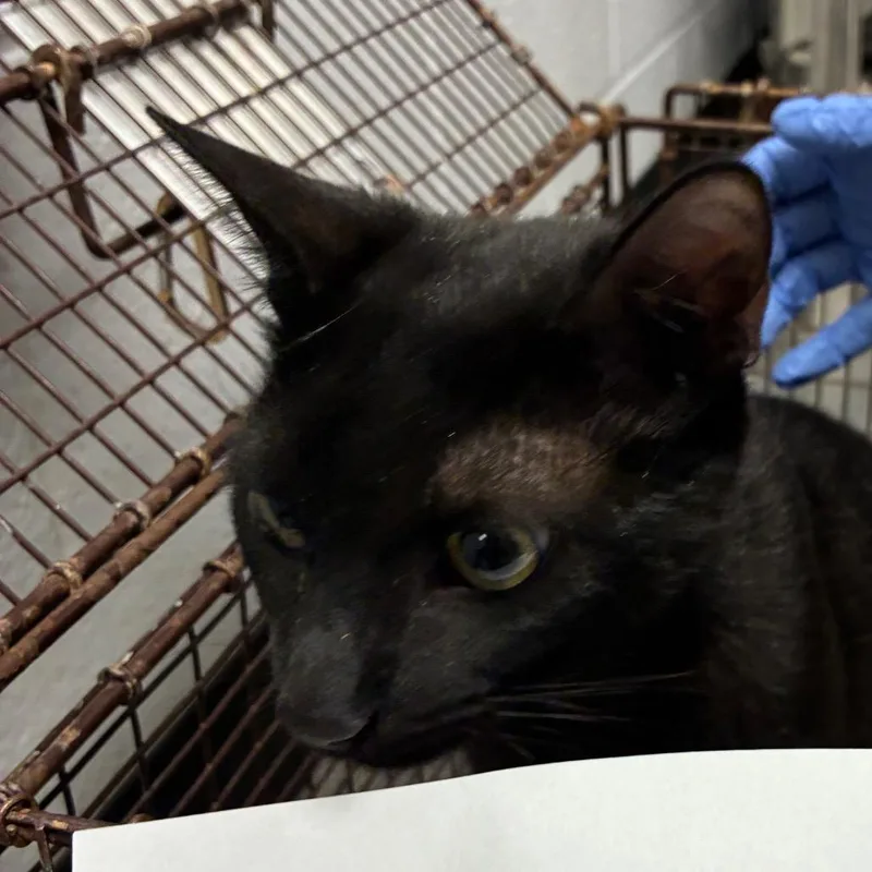 An adult medium-sized female Black Domestic Short Hair cat named Turquoise for adoption in Amarillo, TX