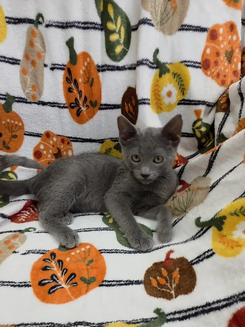 A baby medium-sized female Russian Blue cat named Antoinette for adoption in Kerrville, TX
