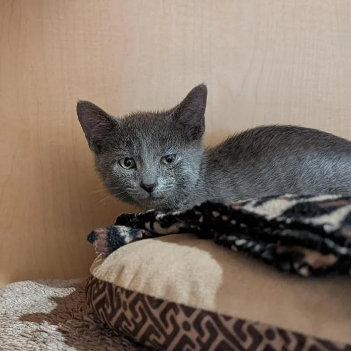 A baby small-sized male Gray / Blue / Silver Domestic Short Hair cat named Ziggy Stardust for adoption in Washington Township, OH