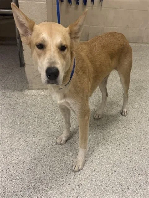 A young medium-sized female Australian Cattle Dog / Blue Heeler dog named Emmie for adoption in Conroe, TX