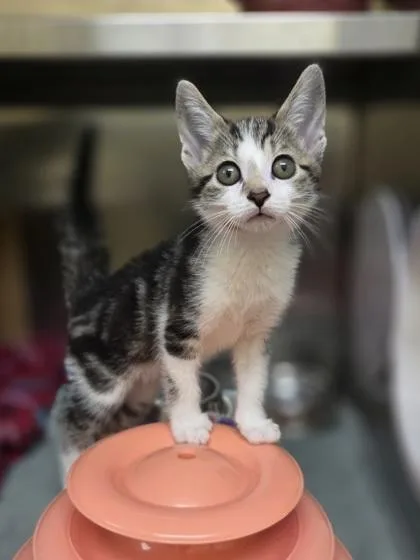 A baby small-sized male Domestic Short Hair cat named American Eagle for adoption in Westland, MI