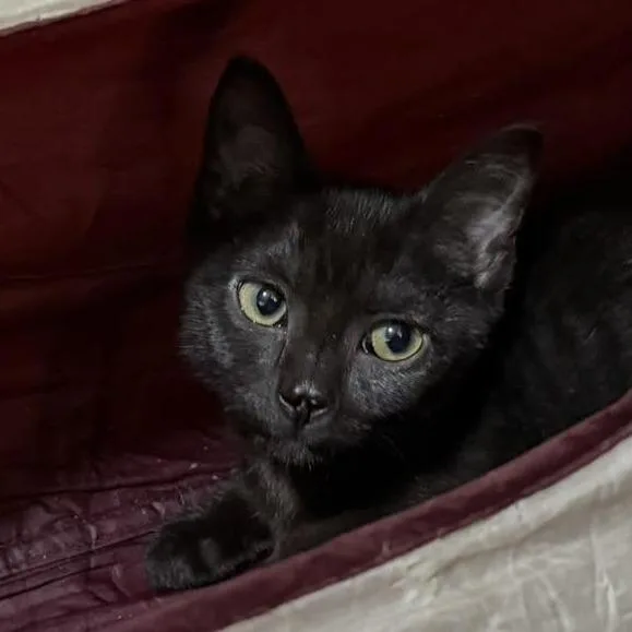 A baby small-sized female Black Domestic Short Hair cat named Willow for adoption in Richland, MI