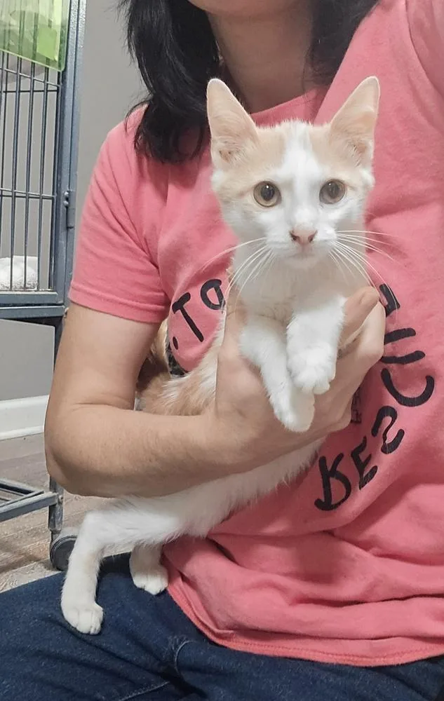 A baby small-sized male Orange & White Domestic Short Hair cat named Lenny for adoption in Dickson, TN