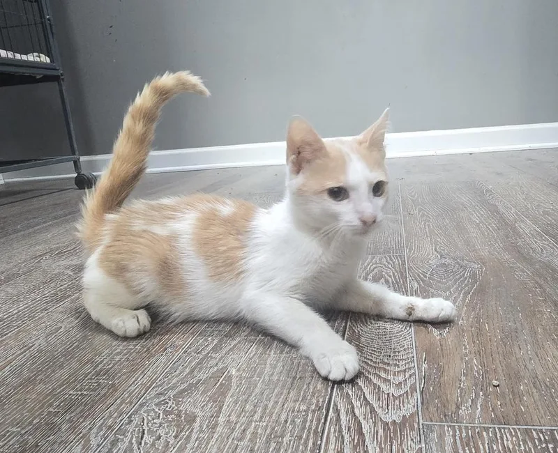 Lenny thumbnail 2