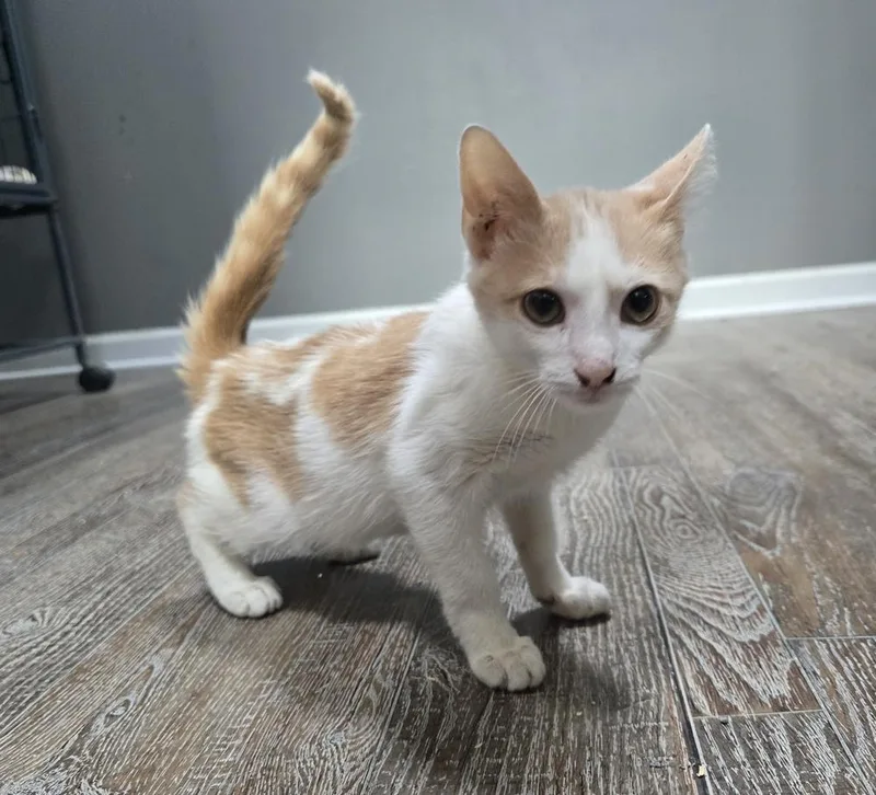 Lenny thumbnail 3