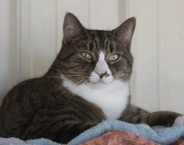 A senior large-sized male Domestic Short Hair cat named Mark for adoption in New Bern, NC