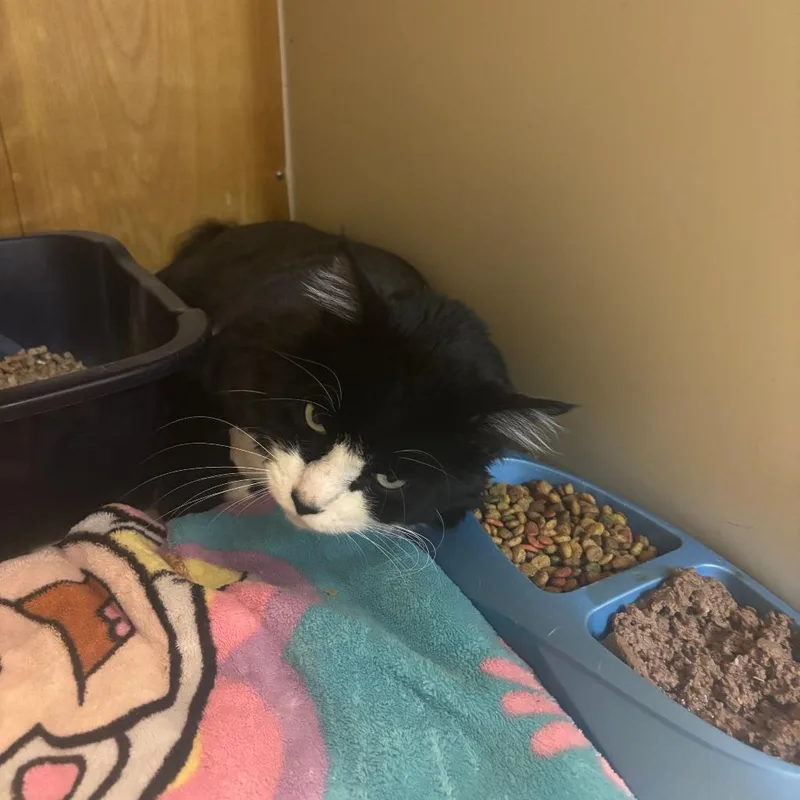 An adult small-sized male Black Domestic Long Hair cat named Beau for adoption in Enterprise, AL