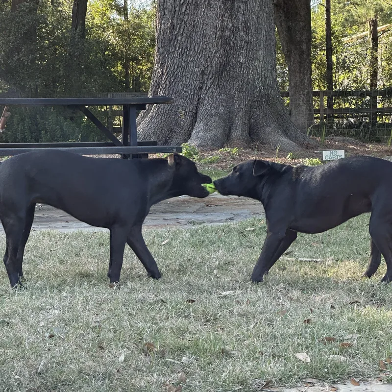 Roux….a Good Time In thumbnail 4