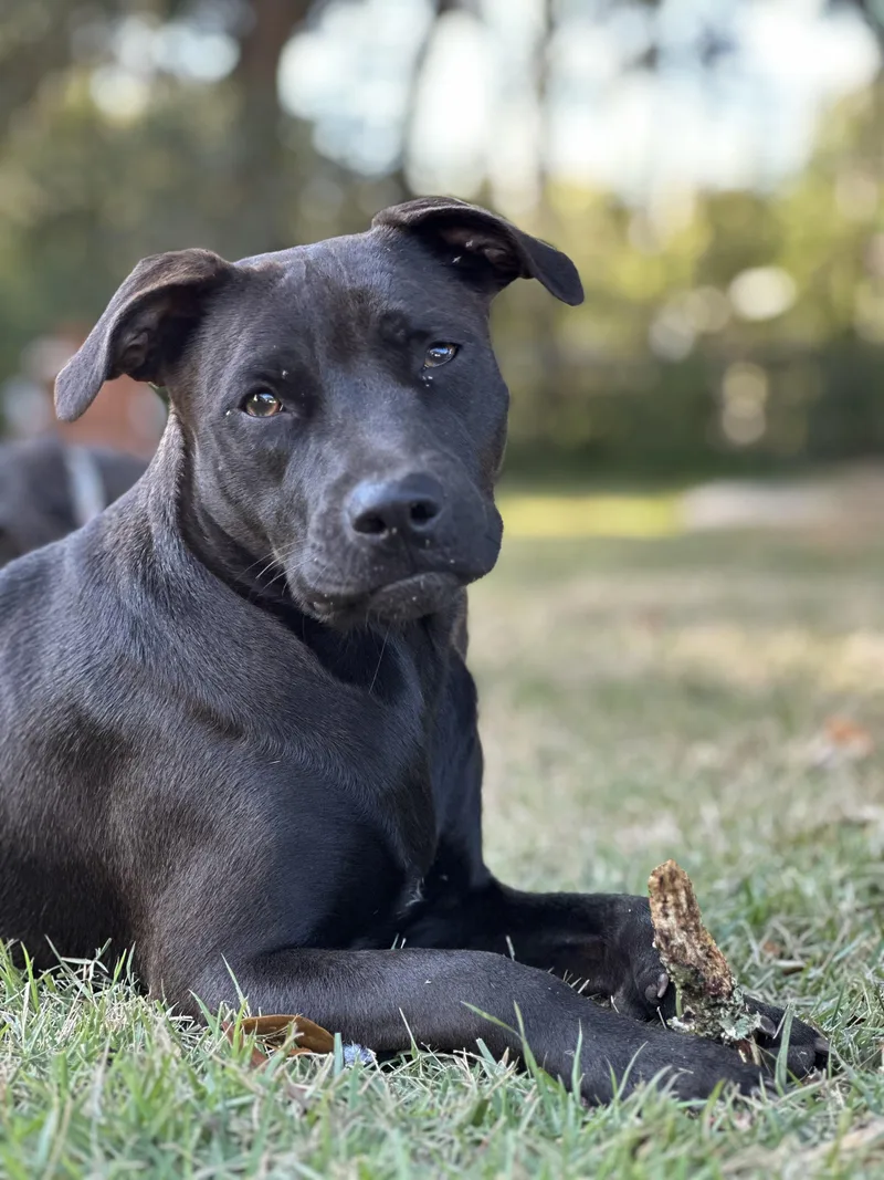 Roux….a Good Time In thumbnail 5