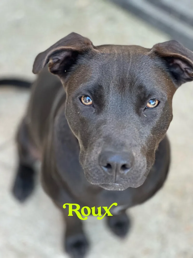 Roux….a Good Time In thumbnail 6