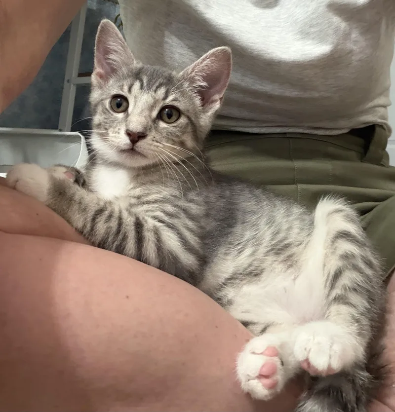 A baby medium-sized male Tabby (Gray / Blue / Silver) Domestic Short Hair cat named Toulouse & Marie for adoption in Frederick, MD