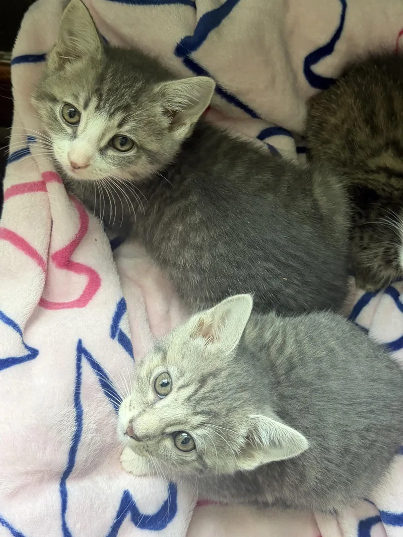 Toulouse & Marie thumbnail 3