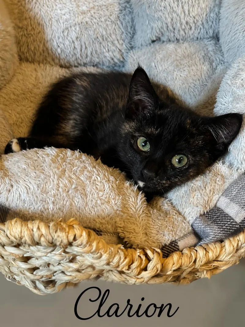 A baby small-sized female Tortoiseshell Domestic Short Hair cat named Clarion for adoption in Seven Valleys, PA